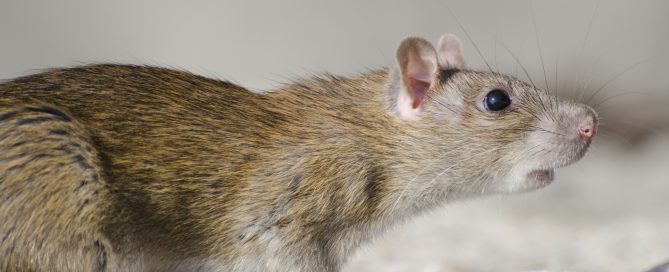 A closeup of a marsh rice rat under the sunlight with a blurry background