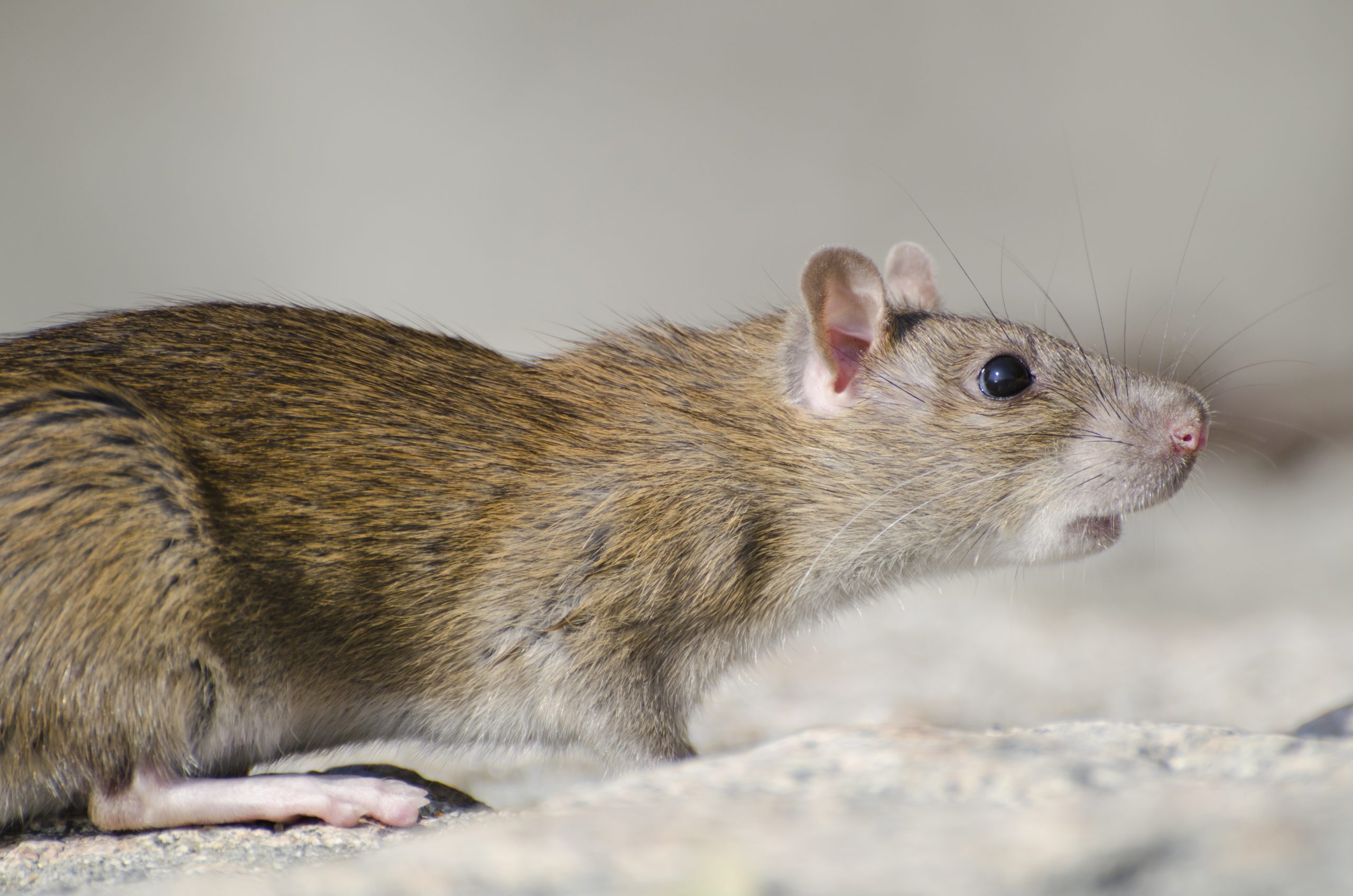 A closeup of a marsh rice rat under the sunlight with a blurry background