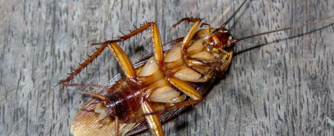 Roaches lie dead on wooden floor, Dead cockroach ,Close up face , Close up roaches